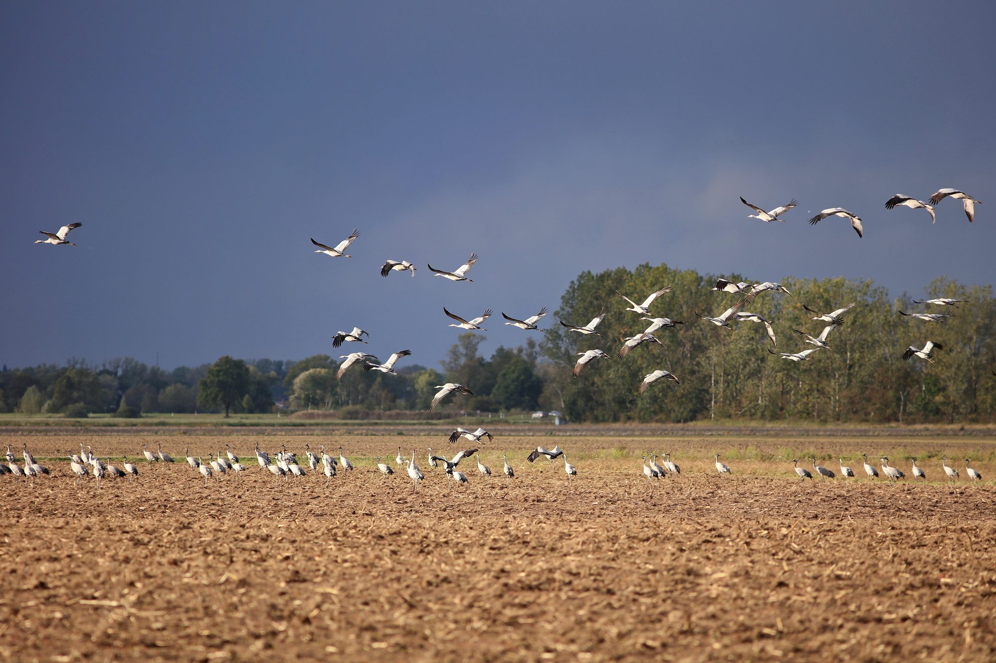 Kraniche fliegen und rasten auf einem abgeernteten Feld in der Region bei Havelberg